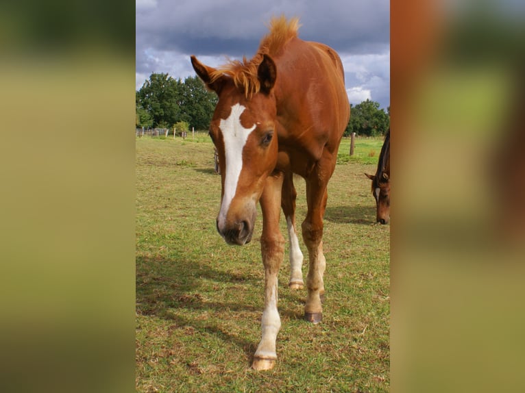 Paint Horse Stallone Puledri (03/2025) 152 cm Sauro scuro in Velpke