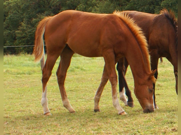 Paint Horse Stallone Puledri (03/2025) 152 cm Sauro scuro in Velpke