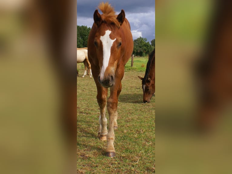 Paint Horse Stallone Puledri (03/2025) 152 cm Sauro scuro in Velpke