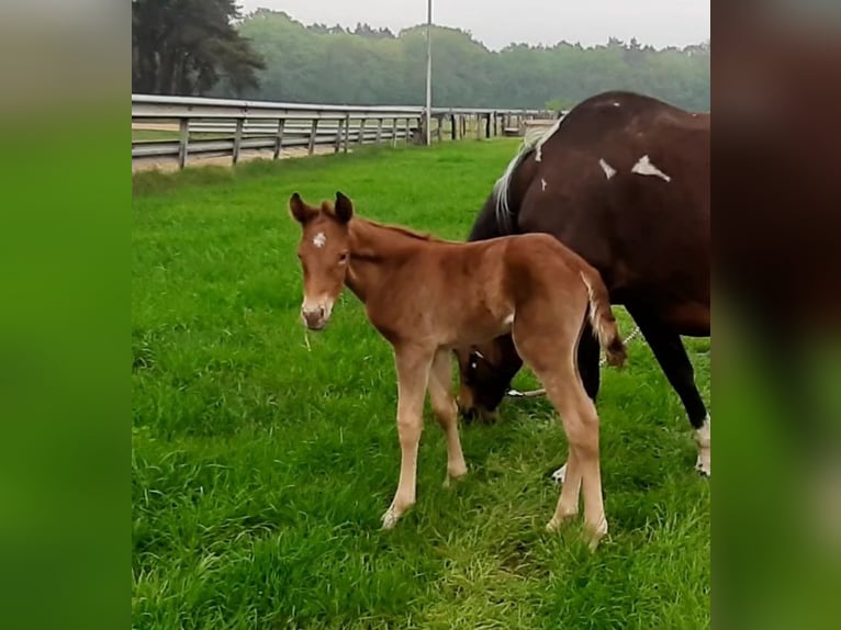 Paint Horse Stallone Puledri (05/2025) 152 cm Sauro scuro in Wildeshausen