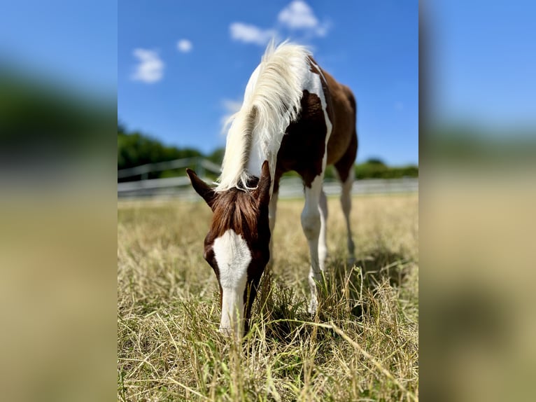 Paint Horse Stallone Puledri (02/2025) 152 cm Tobiano-tutti i colori in Dormagen