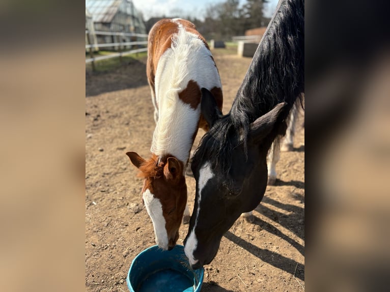 Paint Horse Stallone Puledri (02/2025) 152 cm Tobiano-tutti i colori in Dormagen Paint Horse Stallone Puledri (02/2025) 152 cm Tobiano-tutti i colori in Dormagen