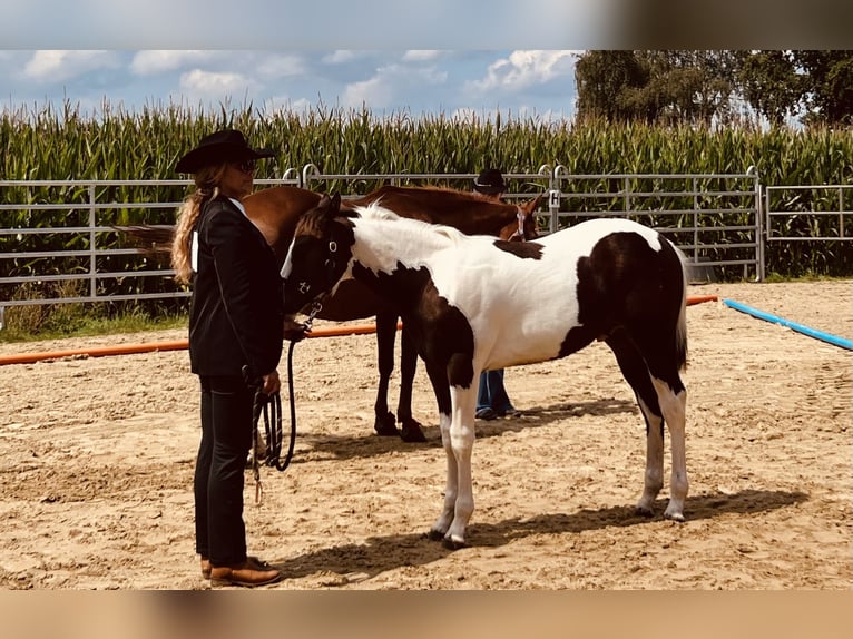 Paint Horse Stallone Puledri (02/2024) 154 cm Baio scuro in Langballigau