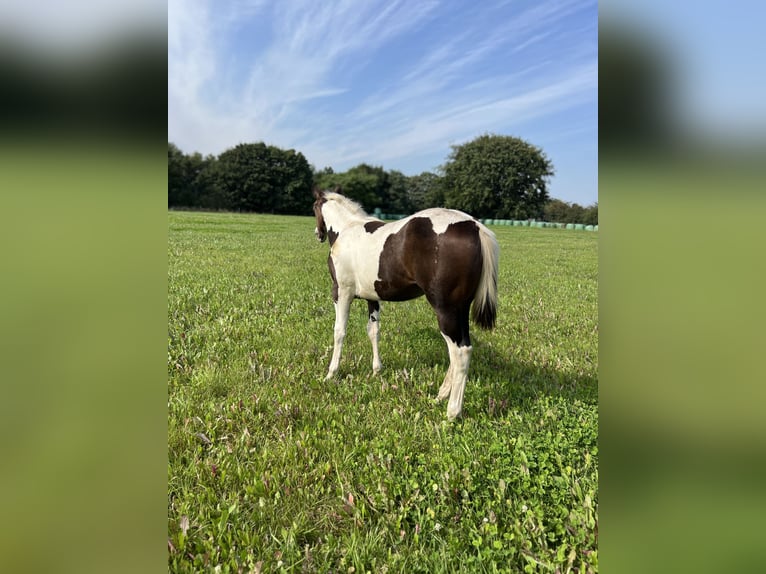 Paint Horse Stallone Puledri (02/2024) 154 cm Baio scuro in Langballigau