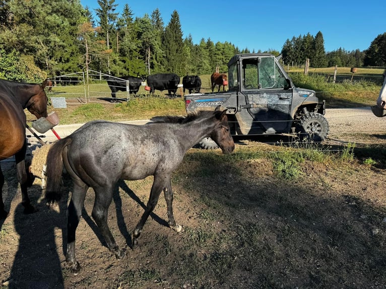 Paint Horse Stallone Puledri (05/2024) 155 cm Roano blu in Nova Vas, Bloke