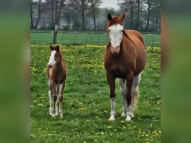Paint Horse Stallone  155 cm Sauro in Barßel