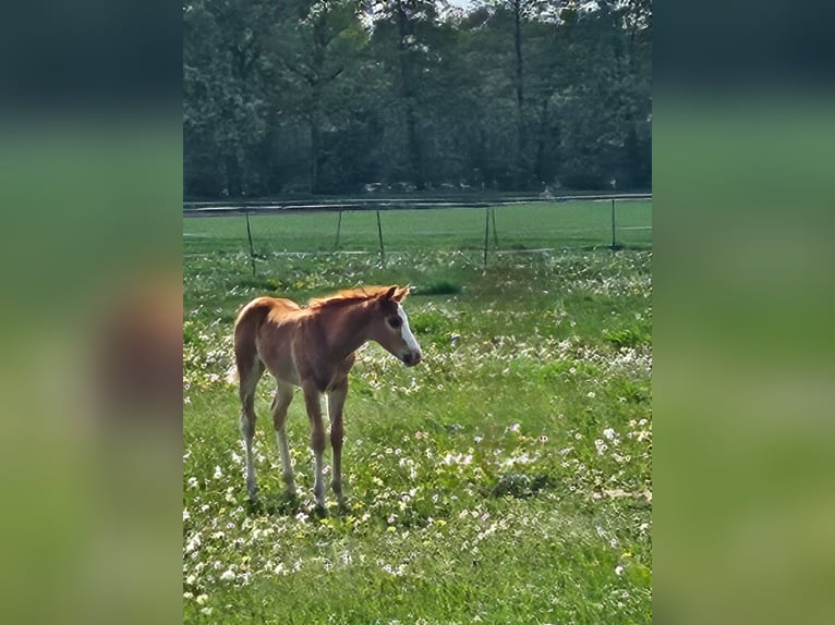 Paint Horse Stallone  155 cm Sauro in Barßel