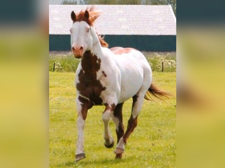 Paint Horse Stallone  155 cm Sauro in Barßel