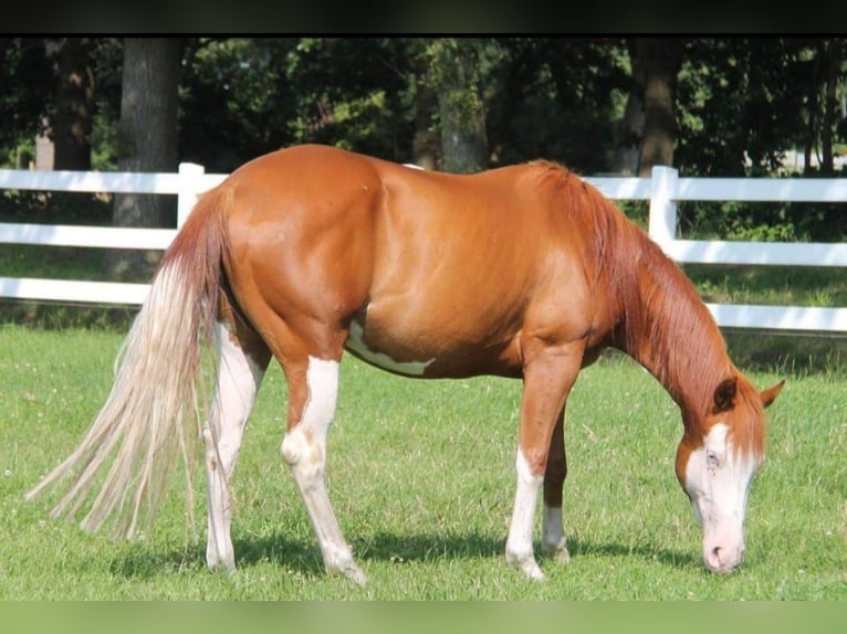 Paint Horse Stallone  155 cm Sauro in Barßel