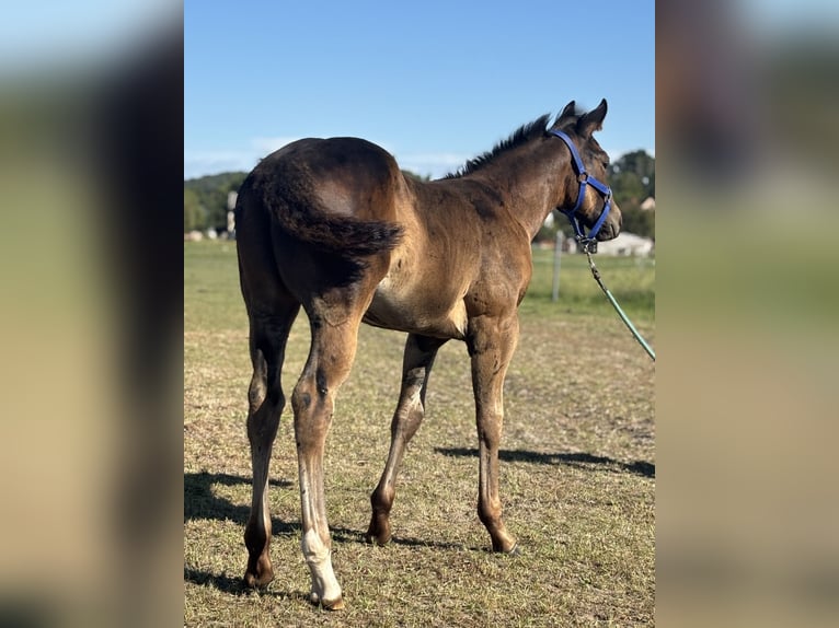 Paint Horse Stallone Puledri (06/2025) 160 cm Baio ciliegia in Zakupy