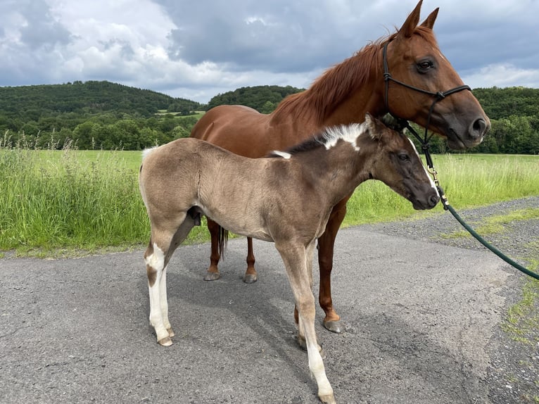 Paint Horse Stallone Puledri
 (04/2024) Pezzato in Gemünden