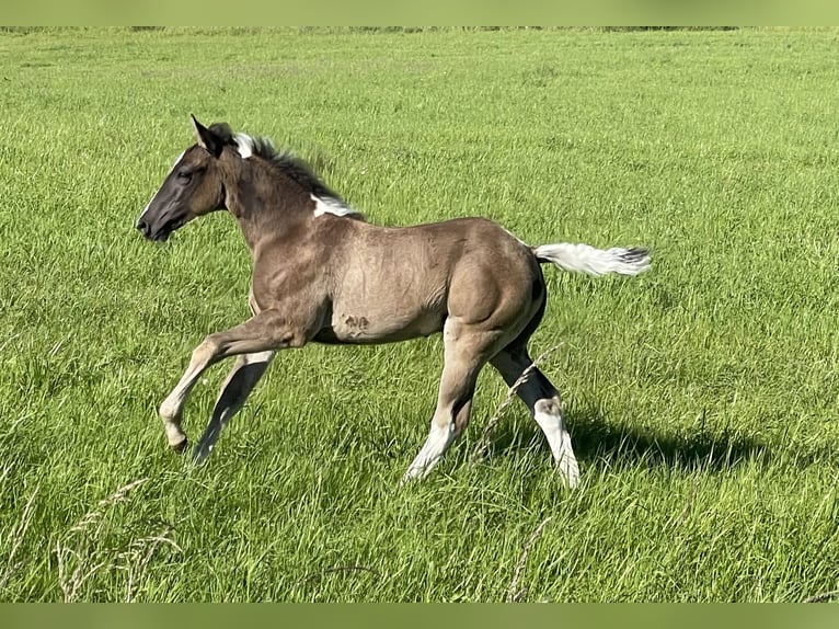 Paint Horse Stallone Puledri
 (04/2024) Pezzato in Gemünden