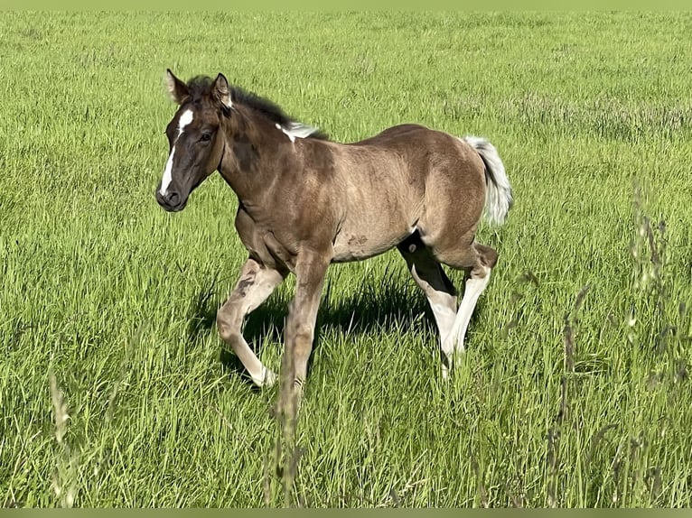 Paint Horse Stallone Puledri
 (04/2024) Pezzato in Gemünden