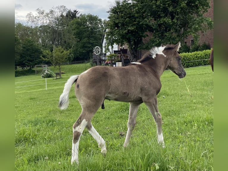 Paint Horse Stallone Puledri
 (04/2024) Pezzato in Gemünden