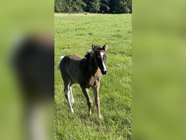 Paint Horse Stallone Puledri
 (04/2024) Pezzato in Gemünden