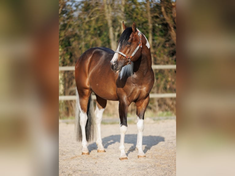 Paint Horse Stallone Tobiano-tutti i colori in EEMNES