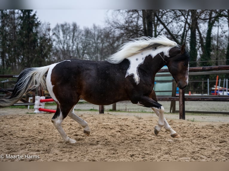 Paint Horse Stallone 1 Anno 150 cm Tobiano-tutti i colori in Hellenthal