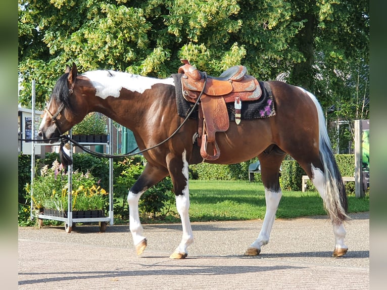 Paint Horse Stallone 1 Anno 150 cm Tobiano-tutti i colori in Hellenthal