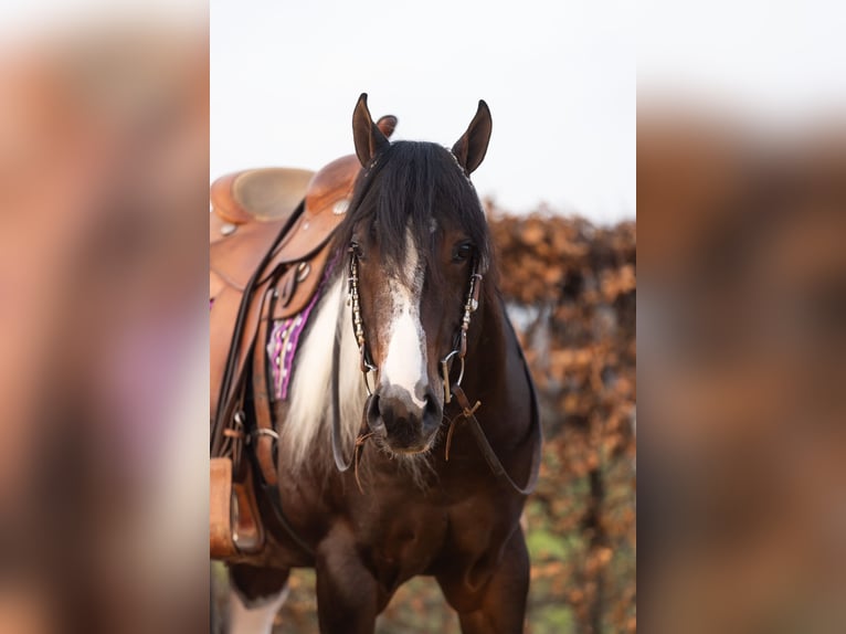 Paint Horse Stallone Tobiano-tutti i colori in EEMNES