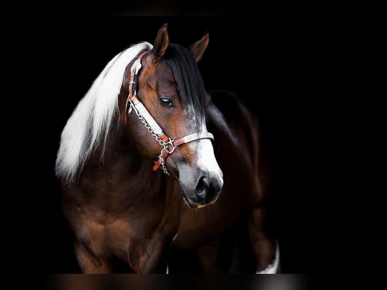 Paint Horse Stallone Tobiano-tutti i colori in EEMNES