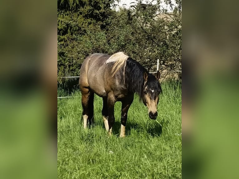 Paint Horse Stallone Tobiano-tutti i colori in Reichenbach-Steegen