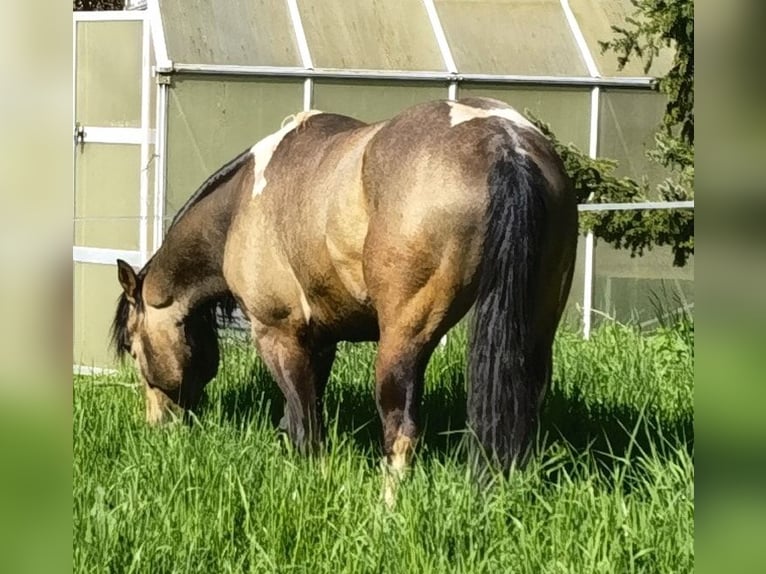 Paint Horse Stallone Tobiano-tutti i colori in Reichenbach-Steegen