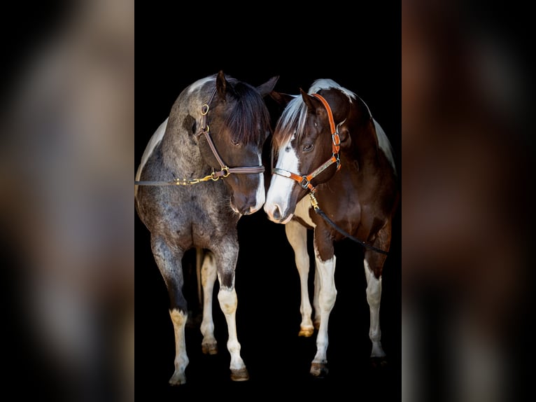 Paint Horse Stute 10 Jahre 145 cm Tobiano-alle-Farben in B&#xF6;nnigheim