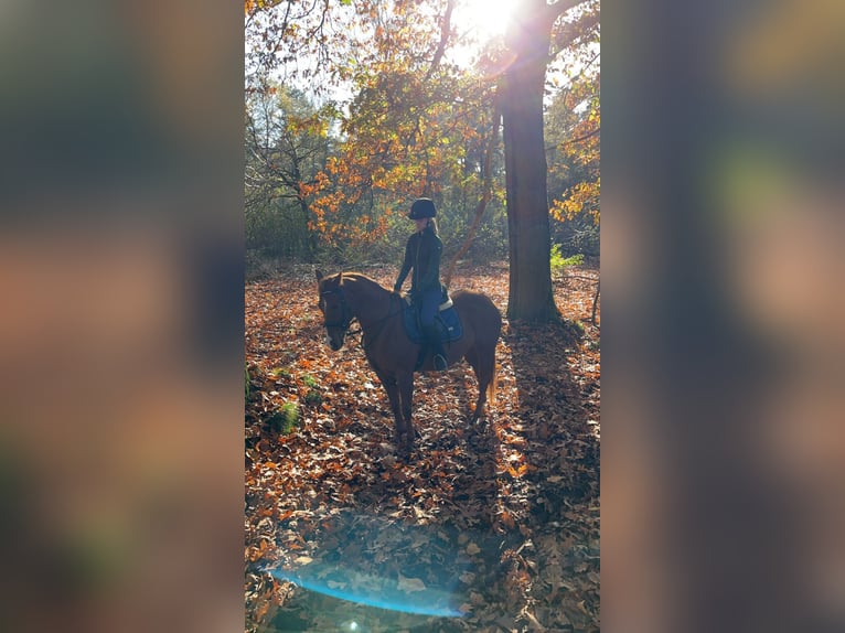 Paint Horse Stute 10 Jahre 147 cm Fuchs in Escharen