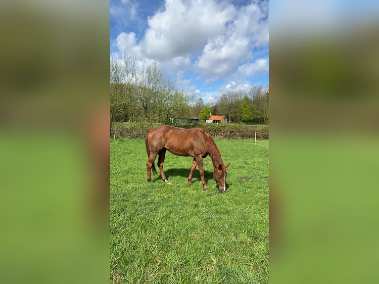 Paint Horse Stute 10 Jahre 147 cm Fuchs in Escharen