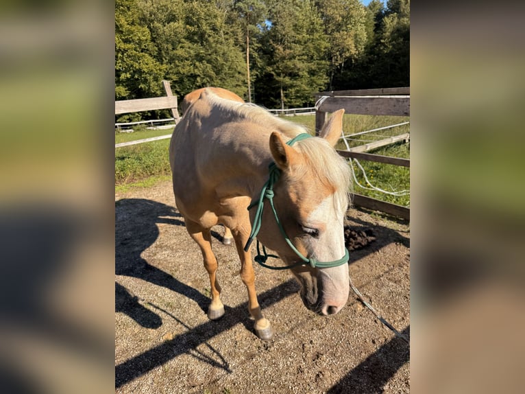 Paint Horse Mix Stute 10 Jahre 150 cm Palomino in Spodnji ivanjci
