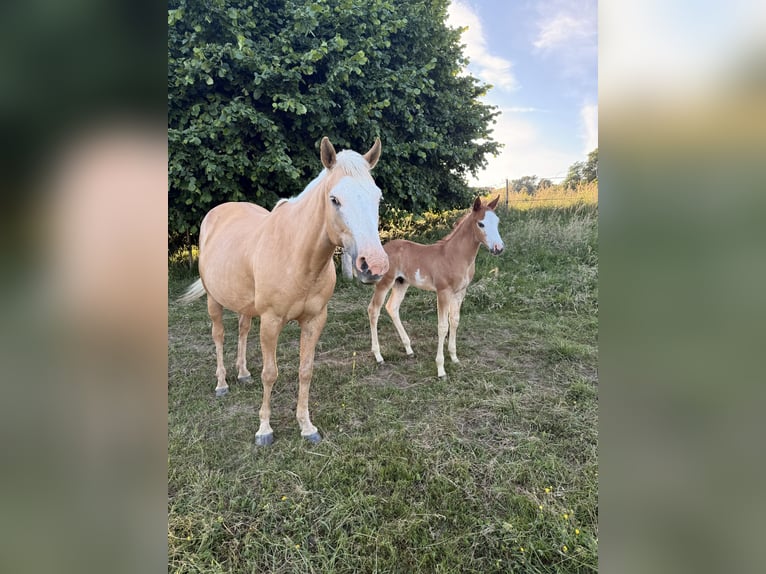 Paint Horse Mix Stute 10 Jahre 150 cm Palomino in Spodnji ivanjci