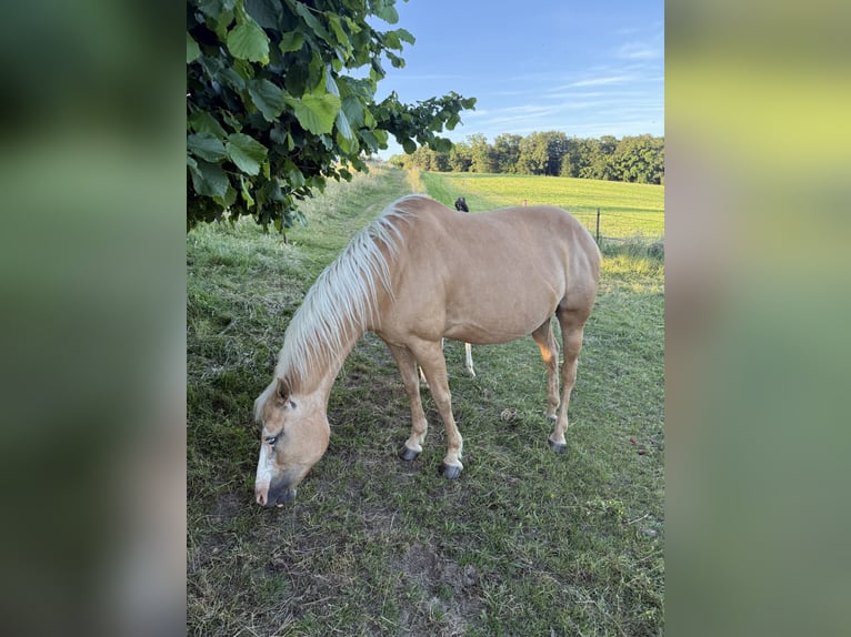 Paint Horse Mix Stute 10 Jahre 150 cm Palomino in Spodnji ivanjci