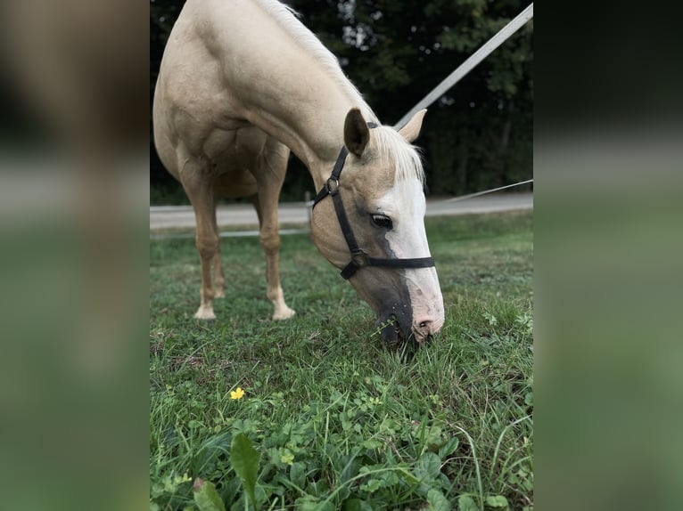 Paint Horse Mix Stute 10 Jahre 150 cm Palomino in Spodnji ivanjci