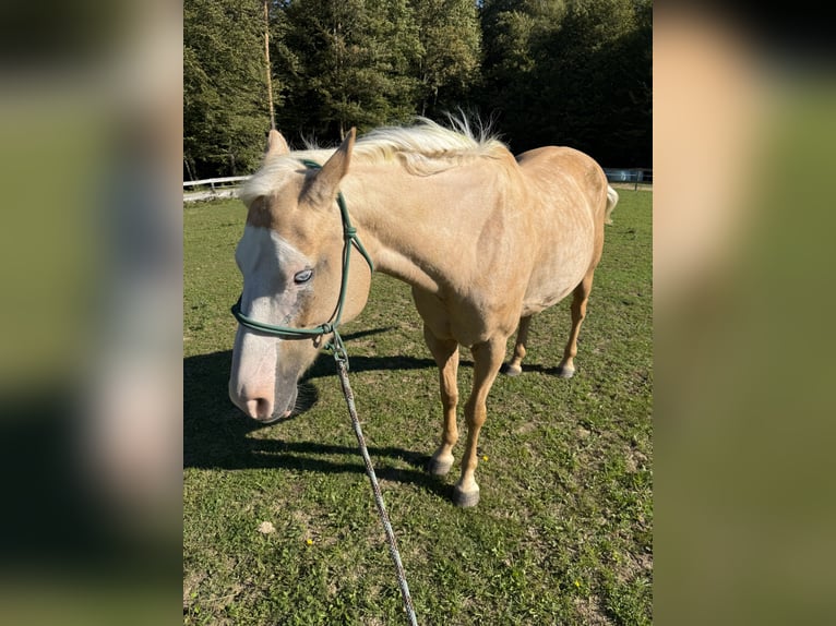 Paint Horse Mix Stute 10 Jahre 150 cm Palomino in Spodnji ivanjci