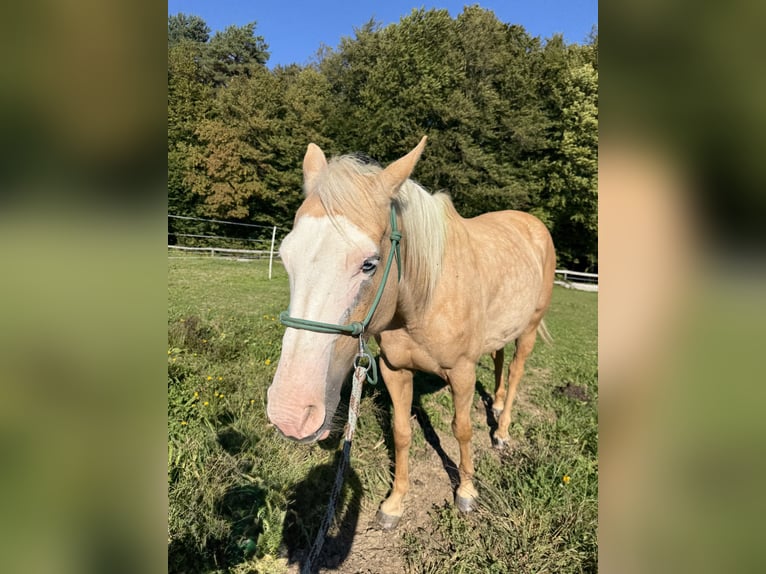 Paint Horse Mix Stute 10 Jahre 150 cm Palomino in Spodnji ivanjci