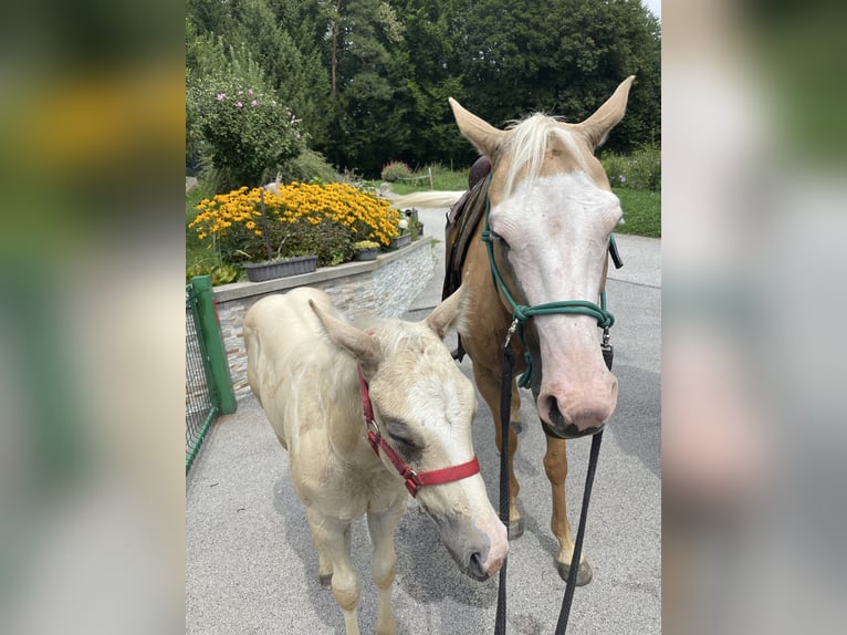 Paint Horse Mix Stute 10 Jahre 150 cm Palomino in Spodnji ivanjci