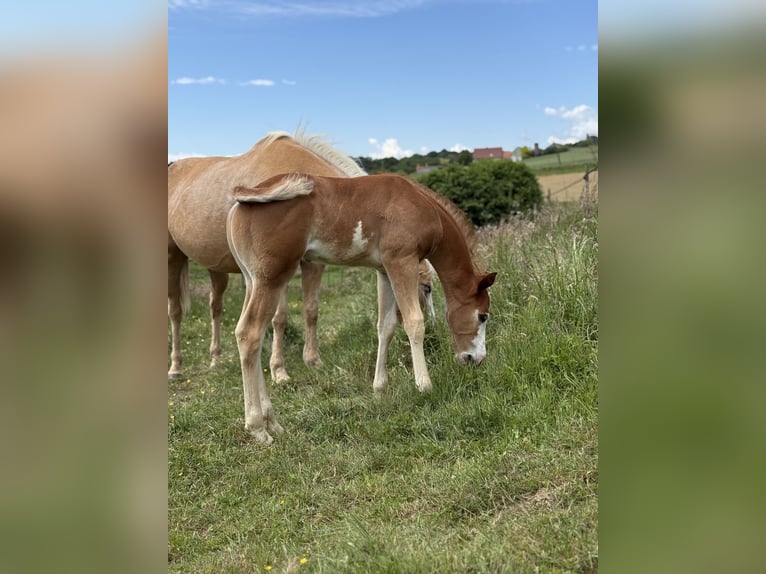 Paint Horse Mix Stute 10 Jahre 150 cm Palomino in Spodnji ivanjci