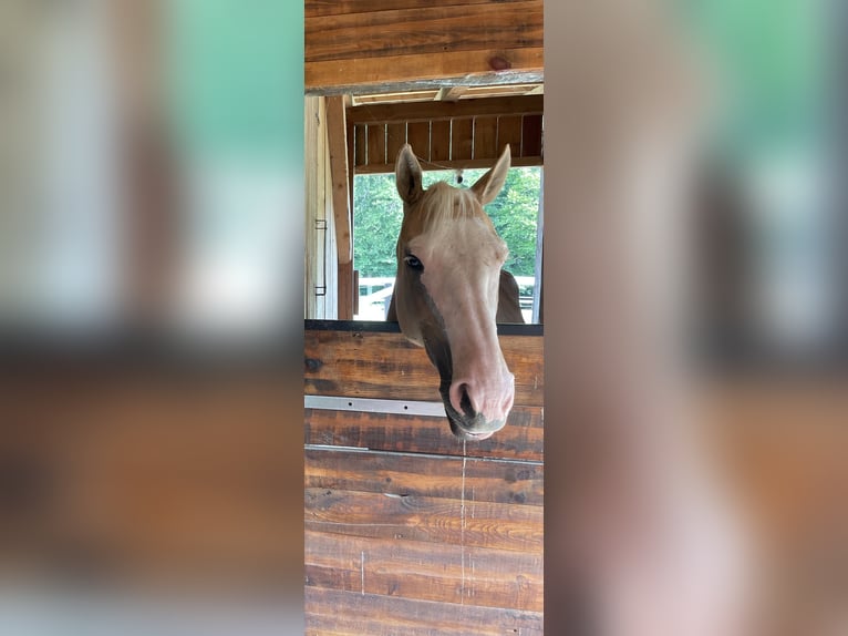 Paint Horse Mix Stute 10 Jahre 150 cm Palomino in Spodnji ivanjci
