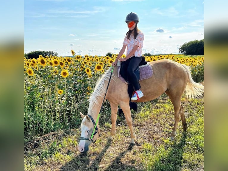 Paint Horse Mix Stute 10 Jahre 150 cm Palomino in Spodnji ivanjci