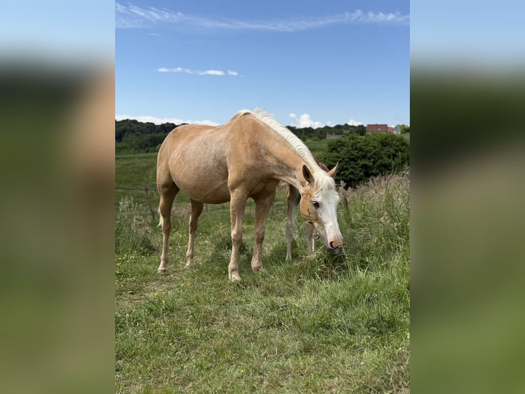Paint Horse Mix Stute 10 Jahre 150 cm Palomino in Spodnji ivanjci