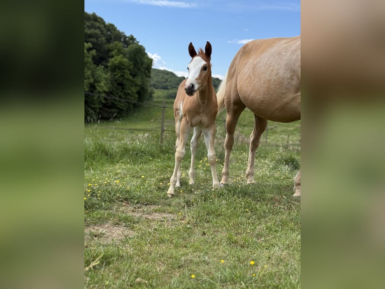 Paint Horse Mix Stute 10 Jahre 150 cm Palomino in Spodnji ivanjci