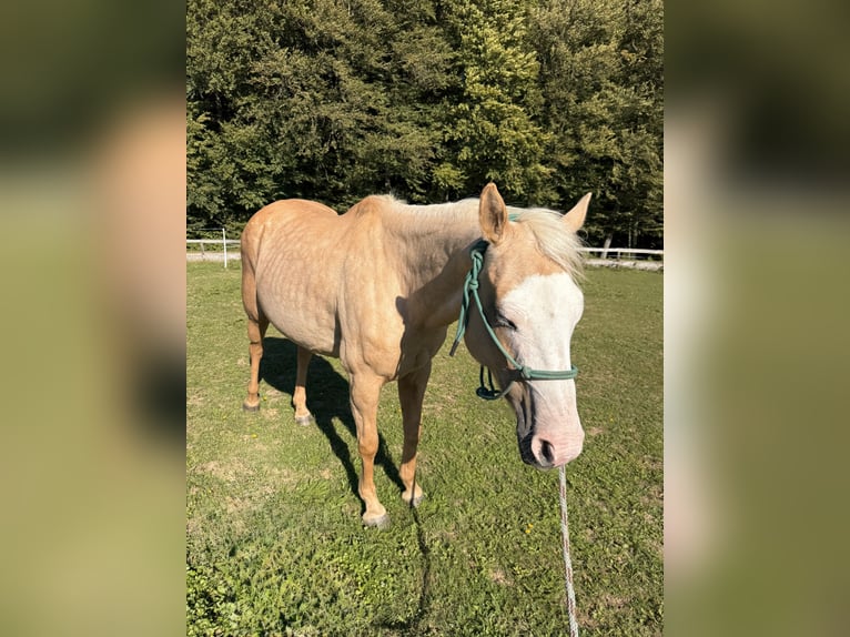 Paint Horse Mix Stute 10 Jahre 150 cm Palomino in Spodnji ivanjci