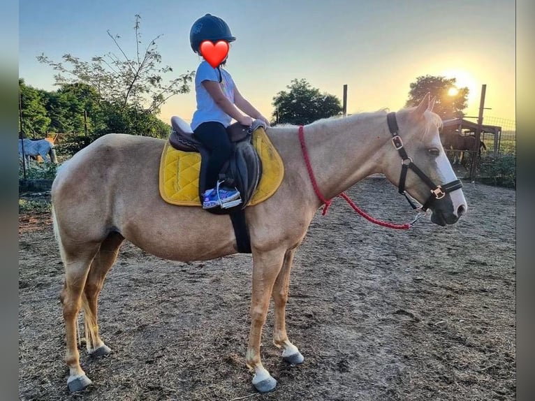 Paint Horse Mix Stute 10 Jahre 150 cm Palomino in Spodnji ivanjci