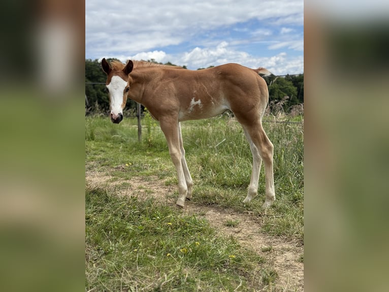 Paint Horse Mix Stute 10 Jahre 150 cm Palomino in Spodnji ivanjci