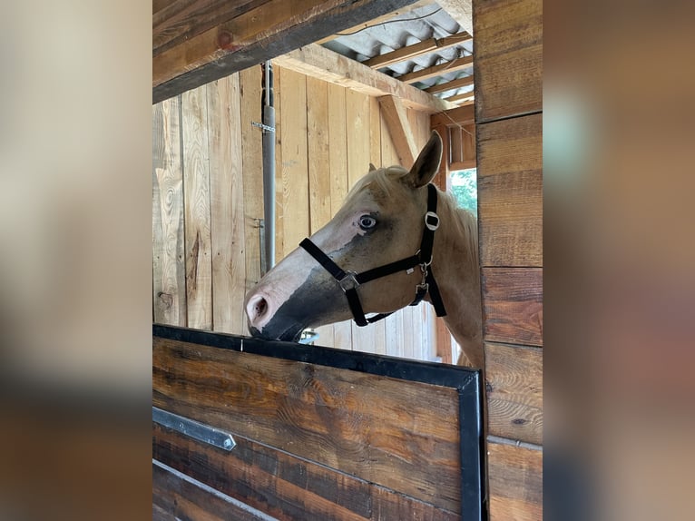 Paint Horse Mix Stute 10 Jahre 150 cm Palomino in Spodnji ivanjci