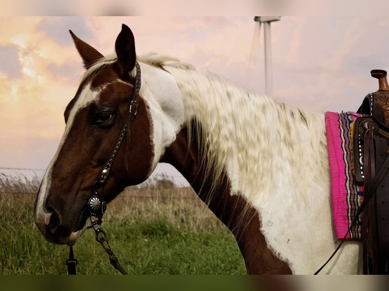 Paint Horse Stute 10 Jahre 150 cm Schecke in Battle Creek