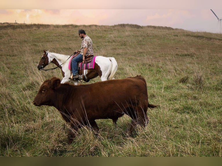 Paint Horse Stute 10 Jahre 150 cm Schecke in Battle Creek