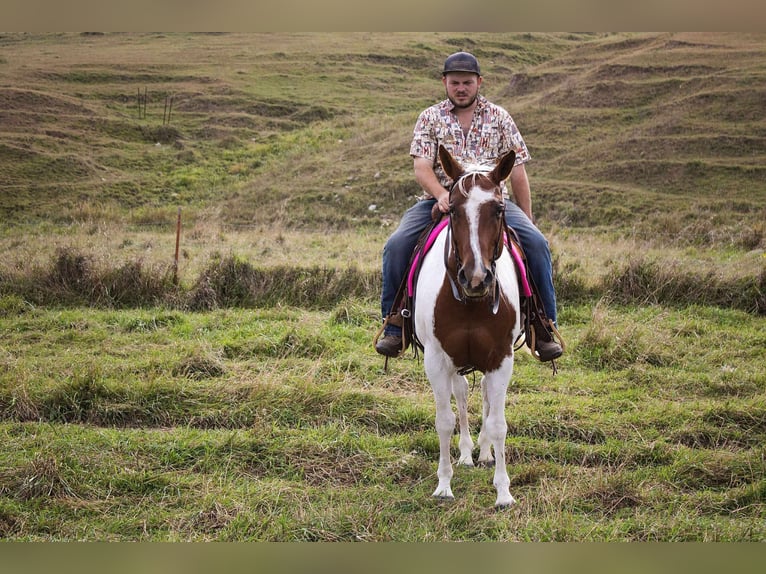 Paint Horse Stute 10 Jahre 150 cm Schecke in Battle Creek