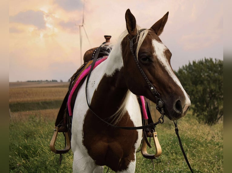 Paint Horse Stute 10 Jahre 150 cm Schecke in Battle Creek