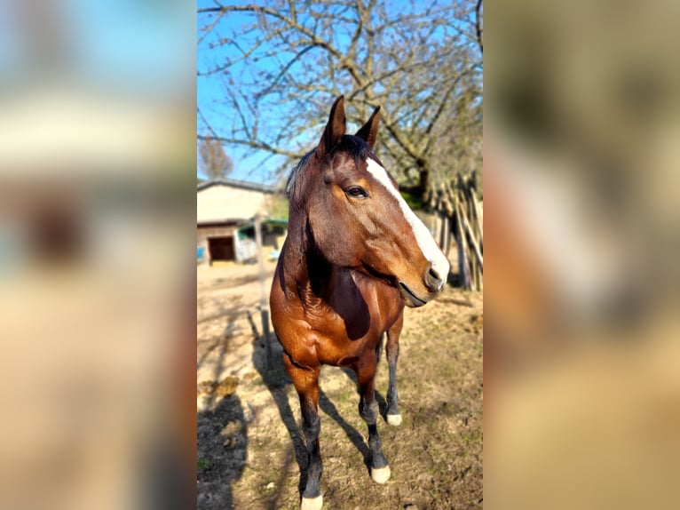 Paint Horse Stute 10 Jahre 152 cm Brauner in Ingelheim am Rhein